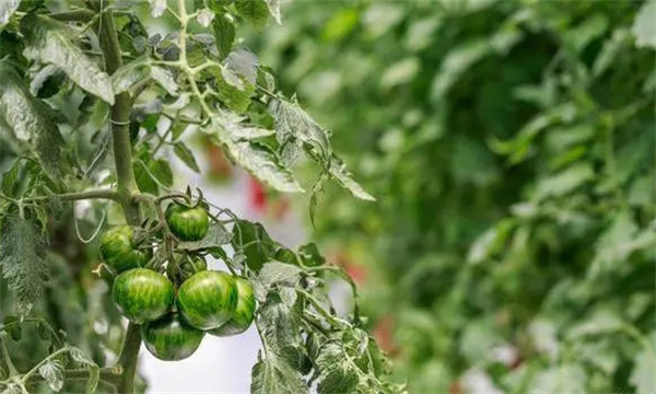 番茄绿背果怎样预防和补救