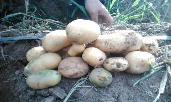 马铃薯脱毒种薯的获得过程