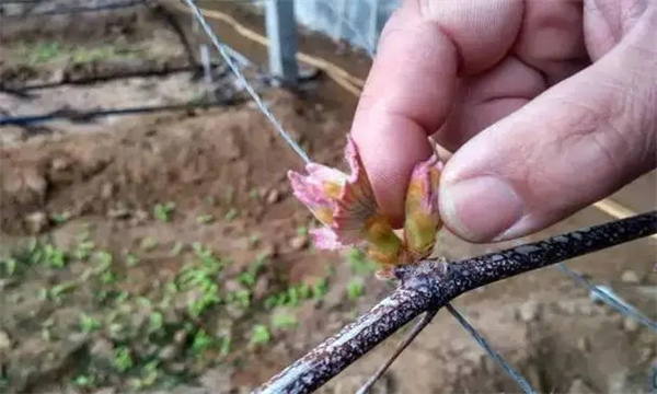 葡萄抹芽的作用是什么