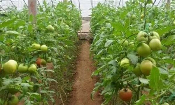 通过矮化番茄提高番茄产量