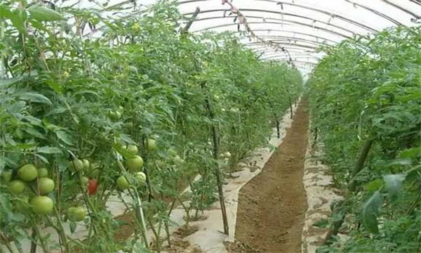 在番茄果实发育期增施钾肥