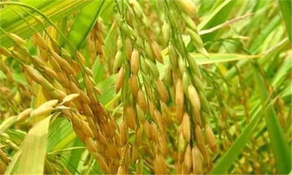 杂交水稻能留种吗