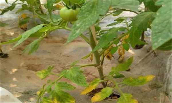 对大棚番茄浇水后出现萎蔫现象的探讨
