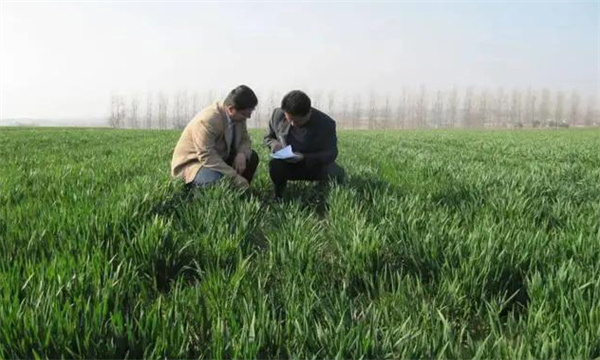 配方施肥技术对现代农业生产的重要作用