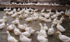 产蛋鸭产蛋早期、中期与后期饲养管理有何不同