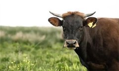 如何快速识别病牛？观察牛是否健康的10大方法