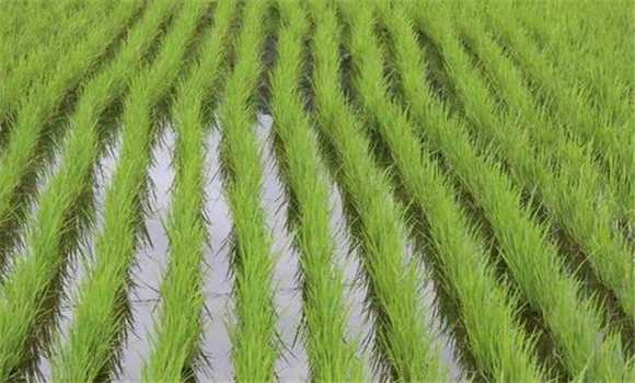 水稻的秧苗期