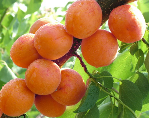 杏树种植