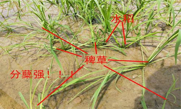 稗草对水稻的危害