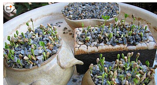 石榴种植方法