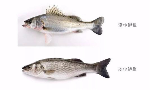 海鲈鱼和河鲈鱼的区别