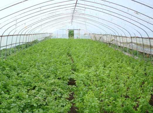 大棚蔬菜利润与成本分析 大棚蔬菜种植技术