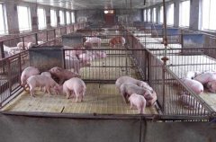 处于生长育肥时期猪的饲养管理技术