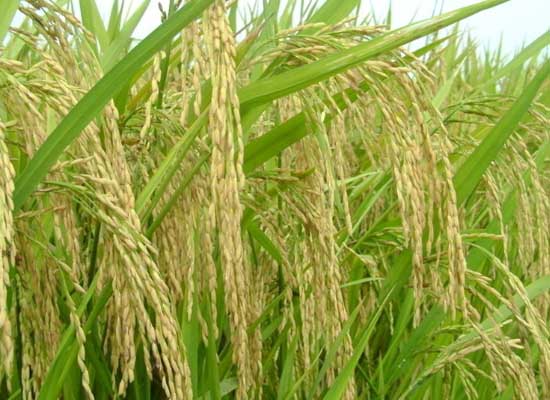 水稻管理技术