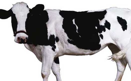 奶牛的疾病防治技术