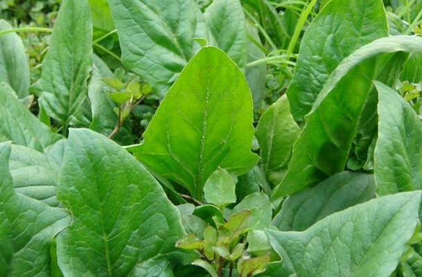 菠菜子的功效与作用 菠菜子的药用价值