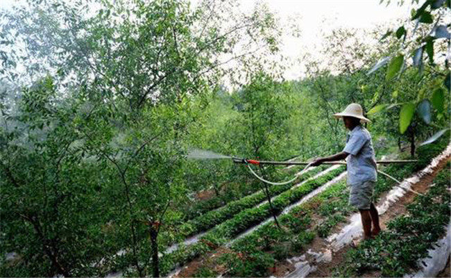 注意农药安全间隔期