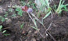川贝母产地是哪里？川贝母的用法、用量与禁忌
