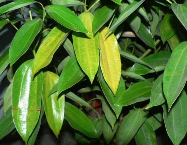苗木种植技术