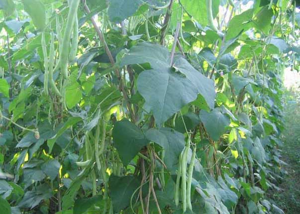四季豆种植技术