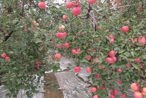 苹果树施肥技术