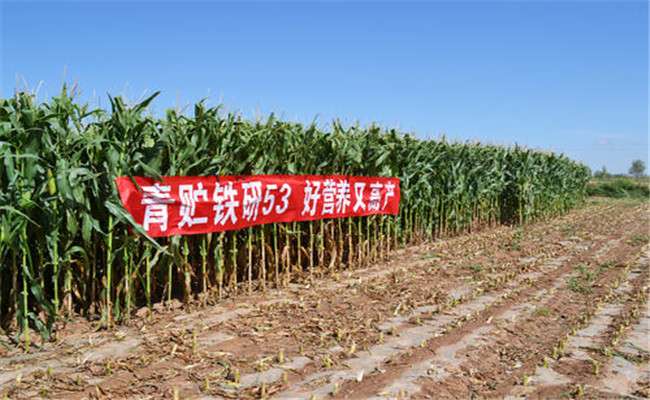 青贮玉米的栽培技术要点