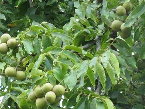 核桃种植方法