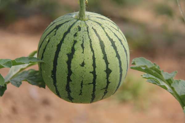 西瓜种植方法