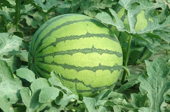 西瓜的生物学特征简介