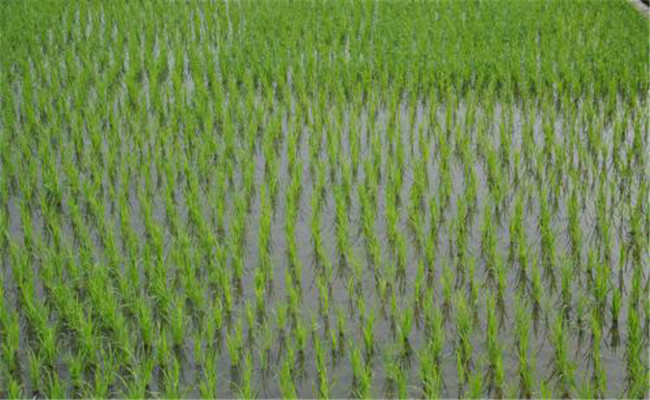 水稻冬干田的免耕栽培