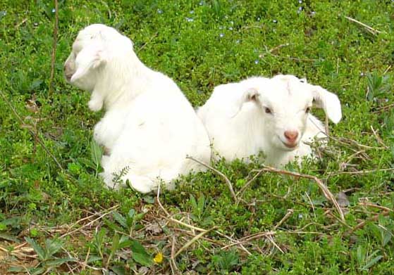 新生小羔羊的饲养管理方法