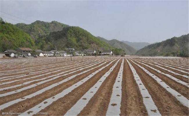 地膜玉米播种时间