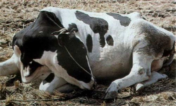牛前胃弛缓的发病原因