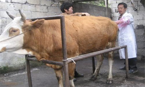 清洗产后母牛子宫