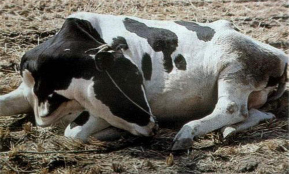 奶牛关节扭伤的冶疗方法