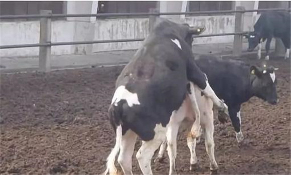 奶牛补充维生素繁殖率高
