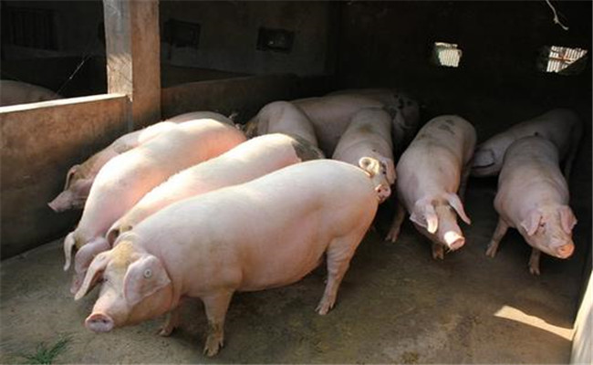 猪黄脂病如何预防