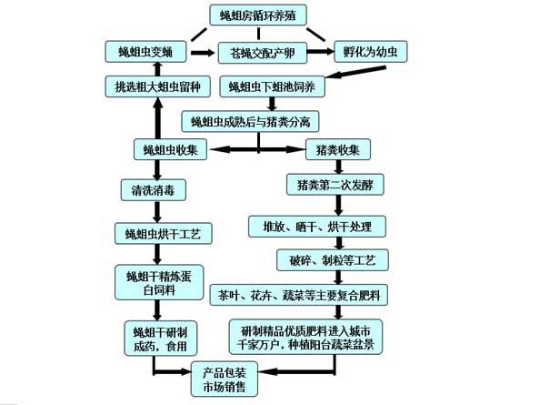 苍蝇饲养管理方法