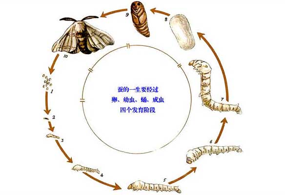 蚕养殖技术