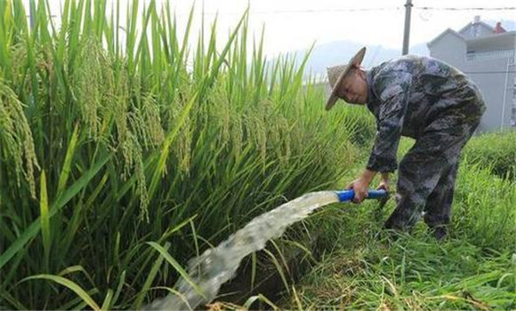 水稻后期的水肥管理