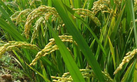 水稻一生需要哪些营养元素