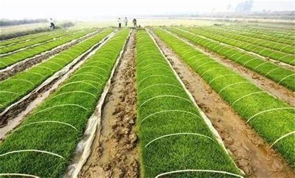 水稻塑盘旱育抛秧技术规范与实施步骤