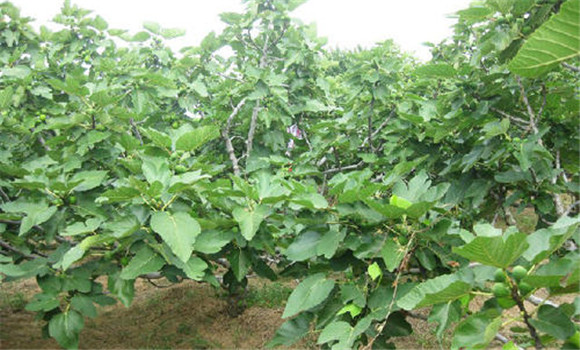 无花果的田间管理要点