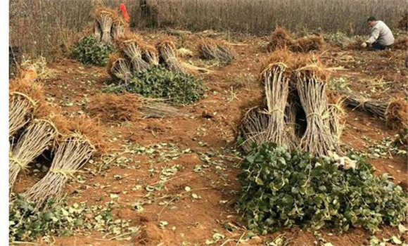 种植板栗树要翻耕林地