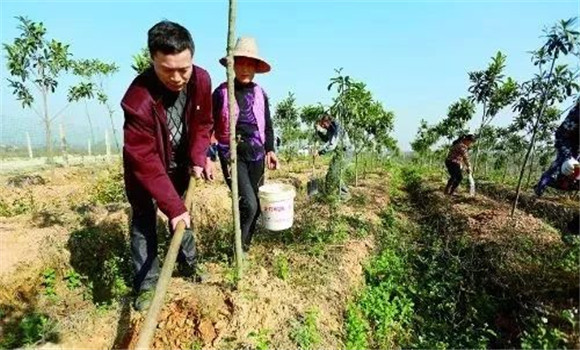 板栗树种植之施肥技术