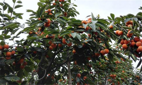 柿树施肥的数量与种类