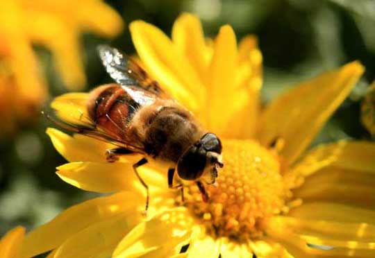 蜜蜂饲养管理方法
