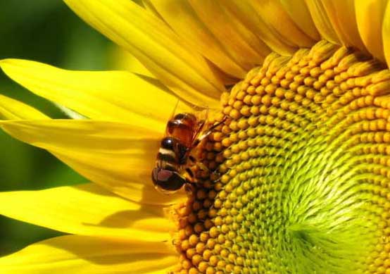 蜜蜂养殖方法