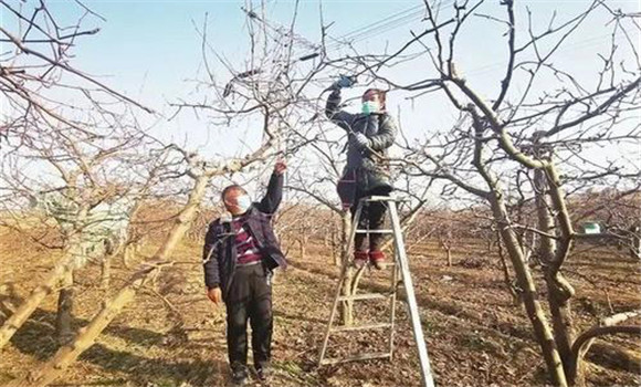 苹果树冻害如何防治