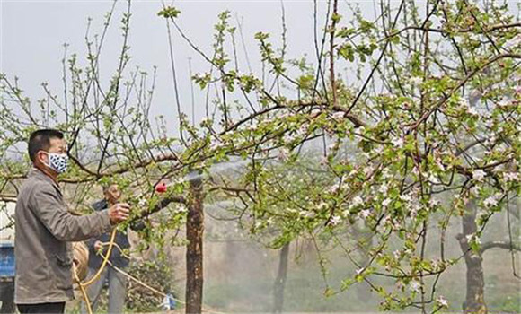 苹果树开花前打什么药